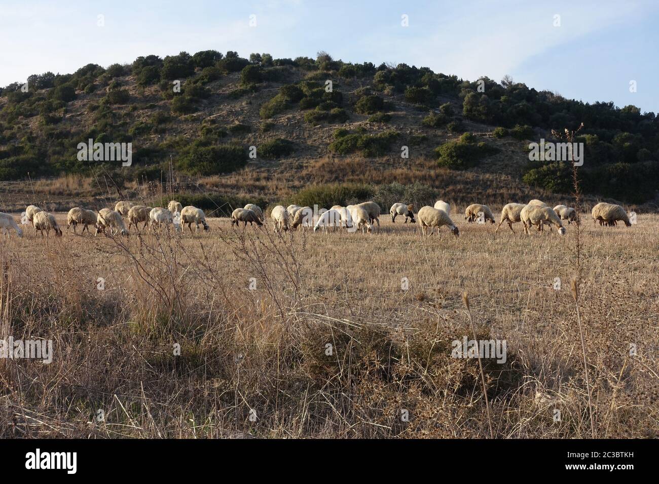 Troupeau de moutons dans un champ sur la péninsule de Karpaz Banque D'Images