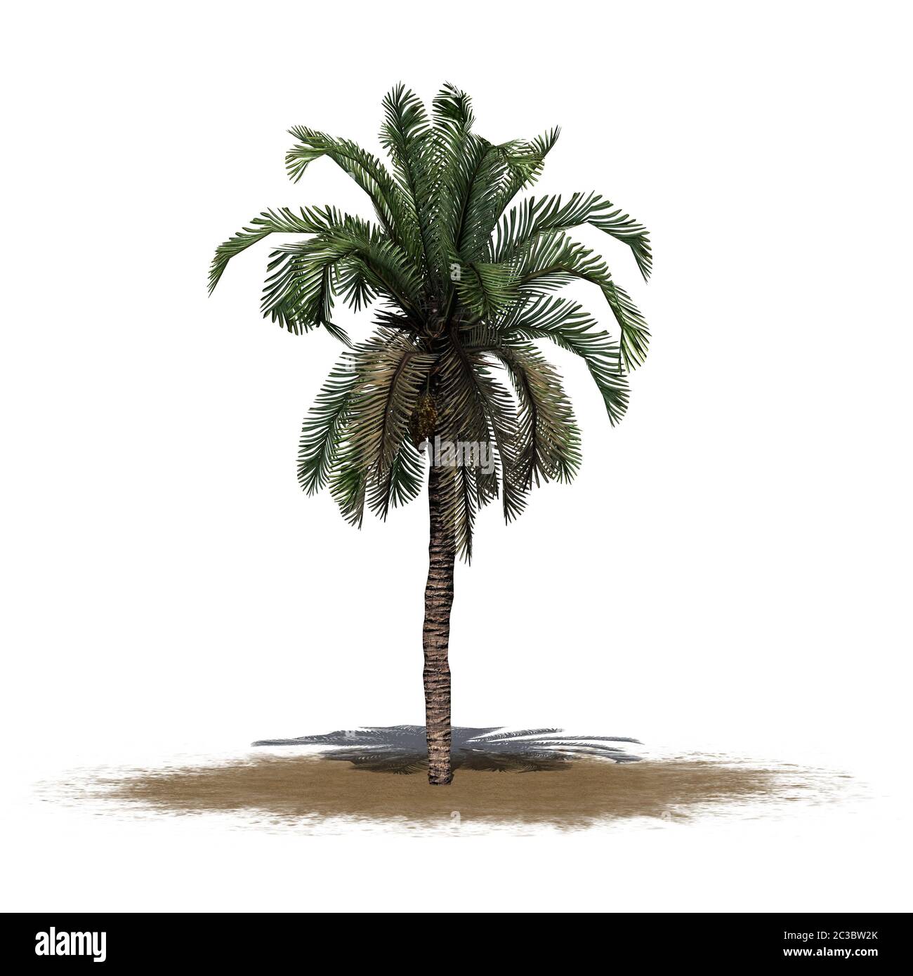 Dater le palmier sur une zone de sable Banque D'Images