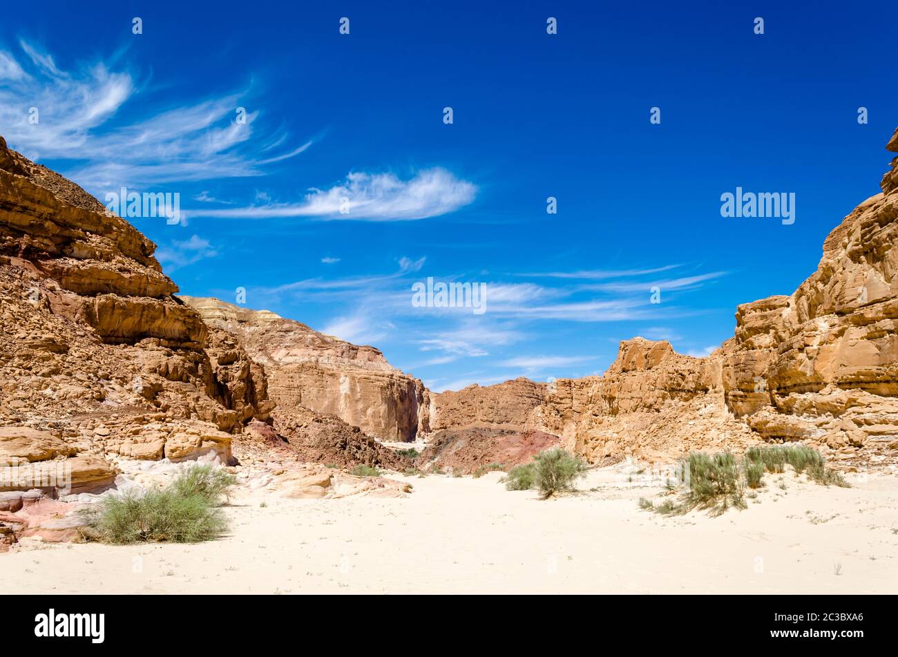 buissons verts sur le sable dans un canyon dans le désert avec la toile de fond des montagnes et un ciel bleu Banque D'Images
