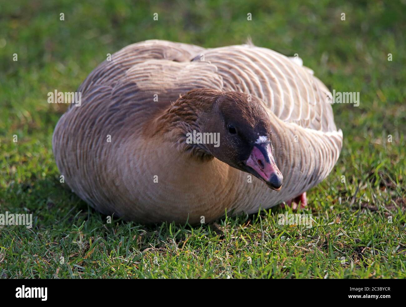 L'oie à bec court Anser brachyrhynchus sur la prairie Neckarmeadow à Heidelberg Banque D'Images