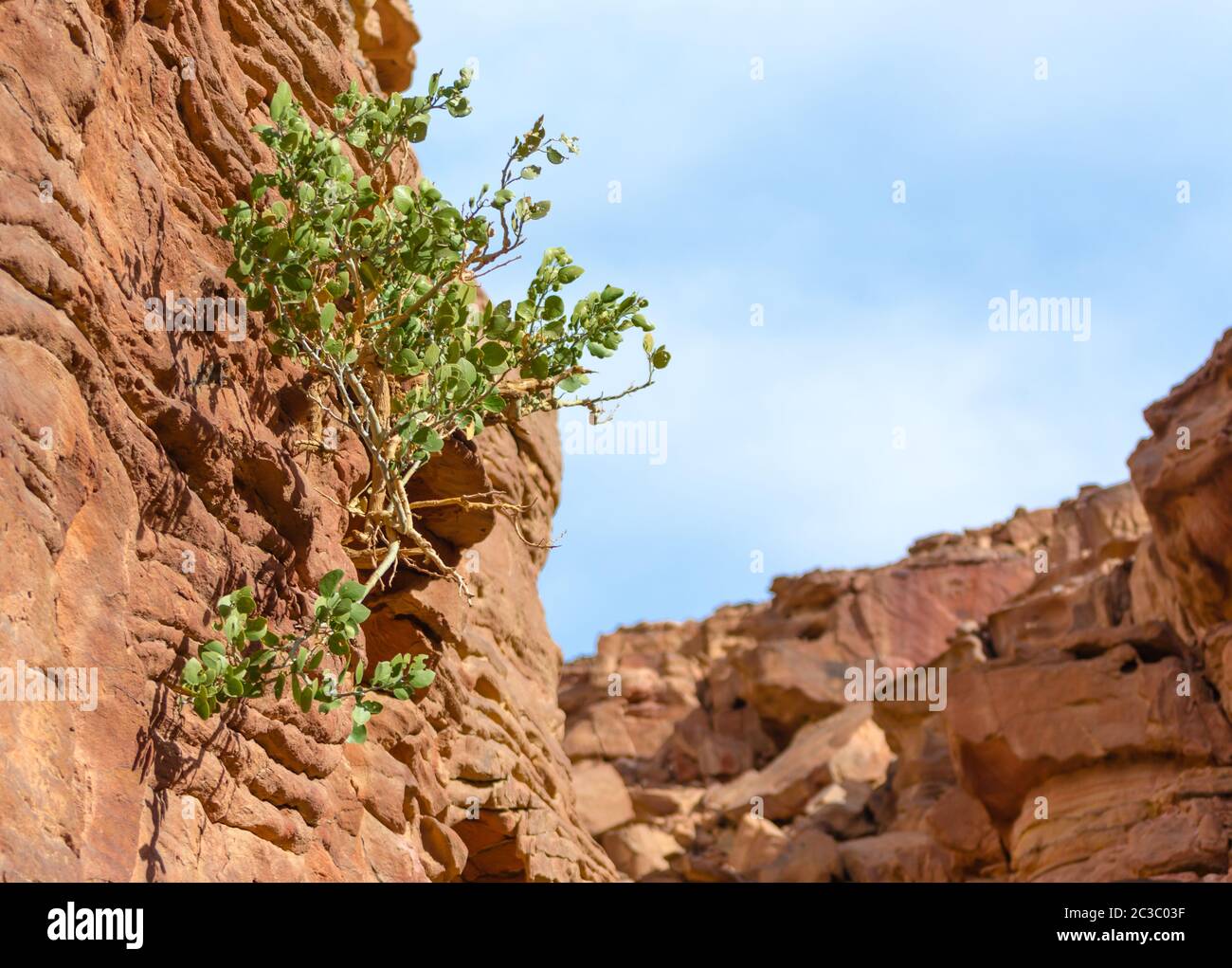 Canyon coloré avec plantes vertes en Egypte Dahab Sud Sinaï Banque D'Images