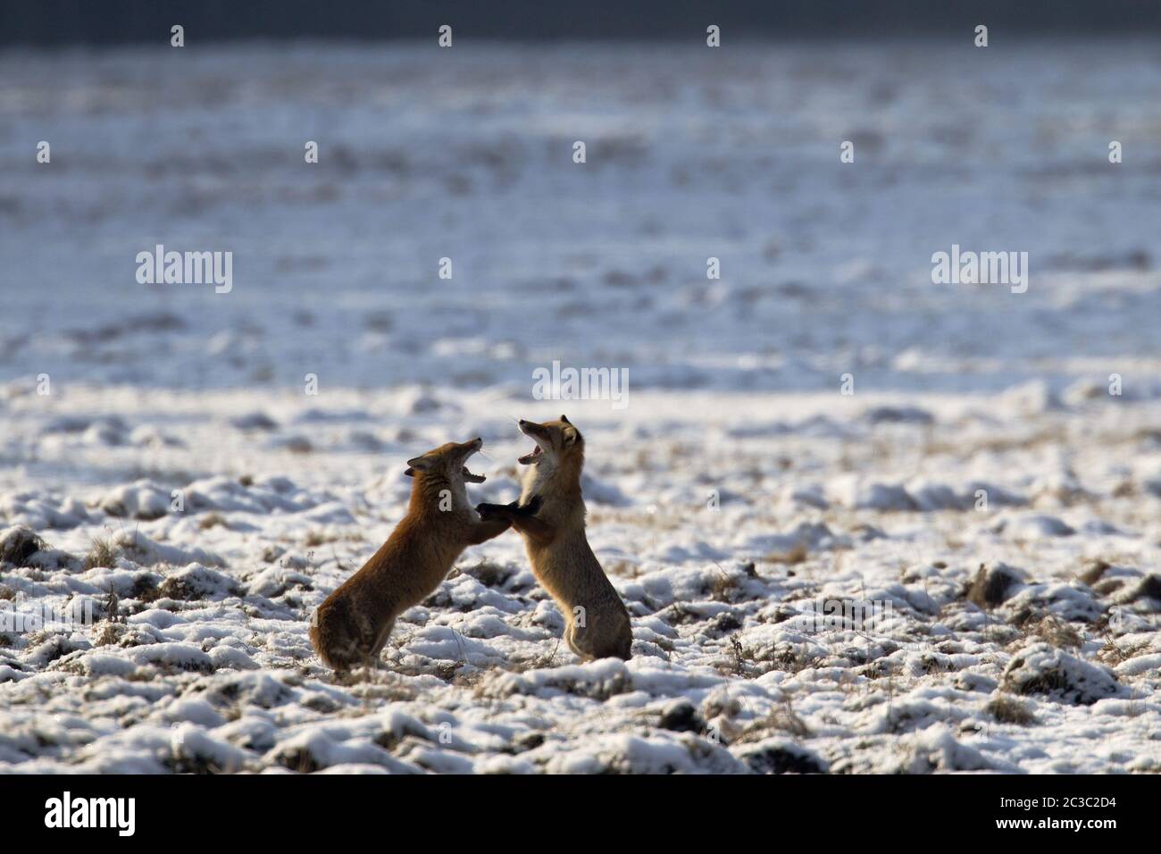 Renards rouges pendant la saison d'accouplement Banque D'Images