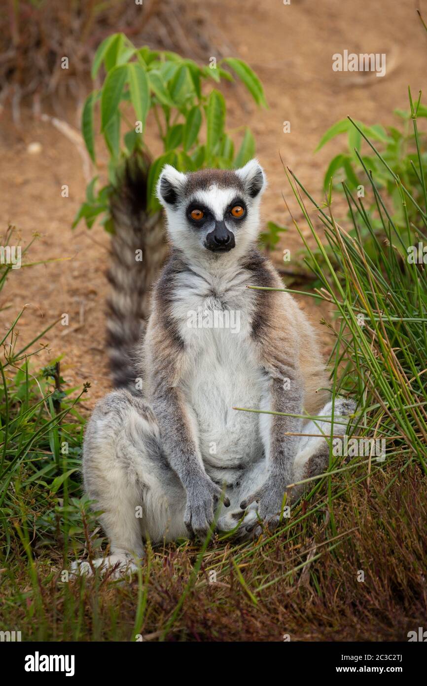 Roi Julian Banque D'Images