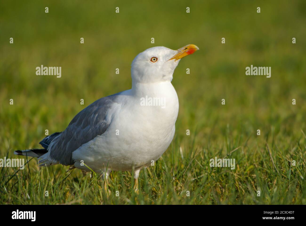 Goéland à pattes jaunes - Larus michahellis, grand goéland commun des côtes et des marins européens, île de Pag, Croatie. Banque D'Images