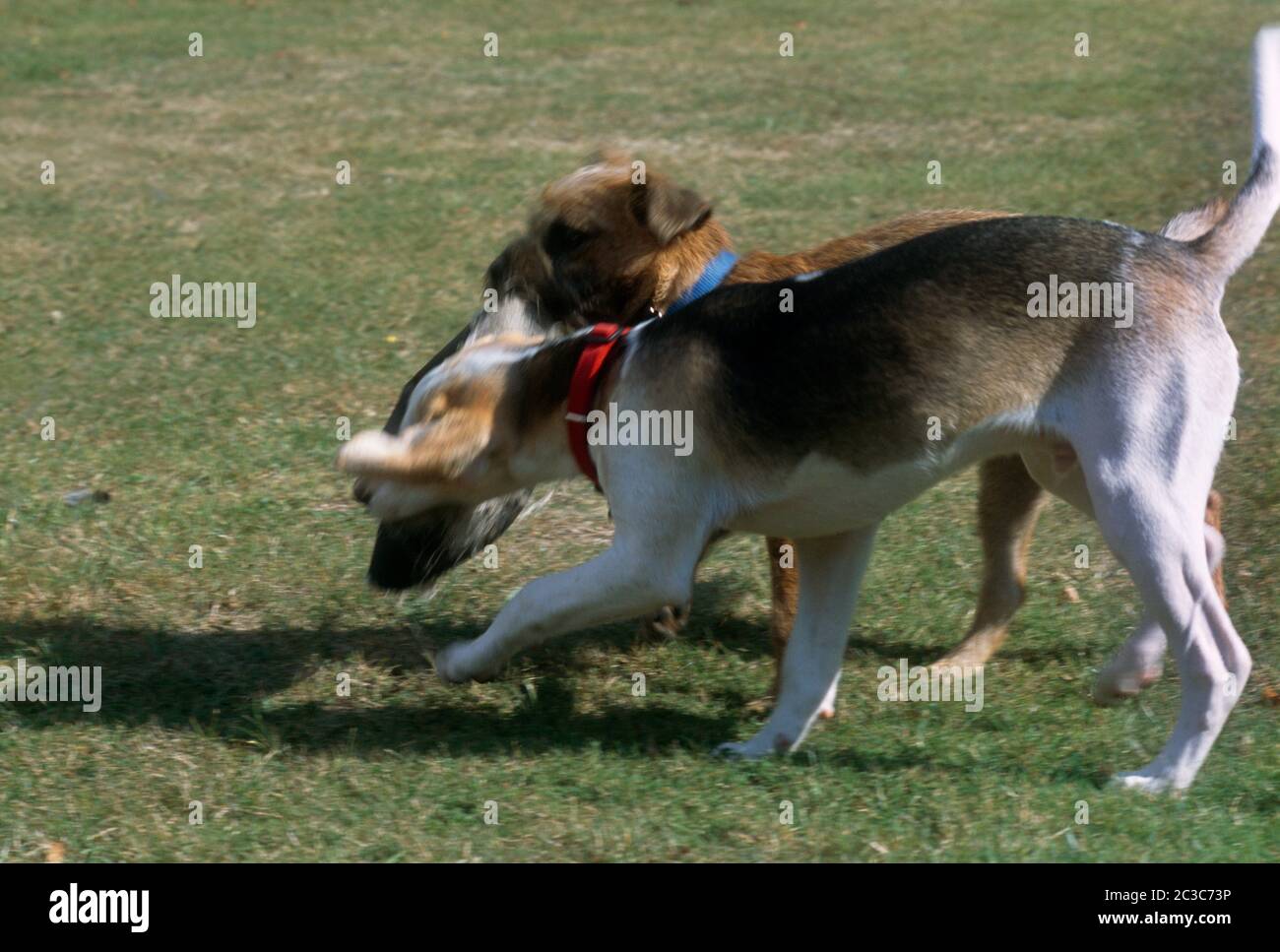 Beagle et Border Terrier jouent ensemble Banque D'Images