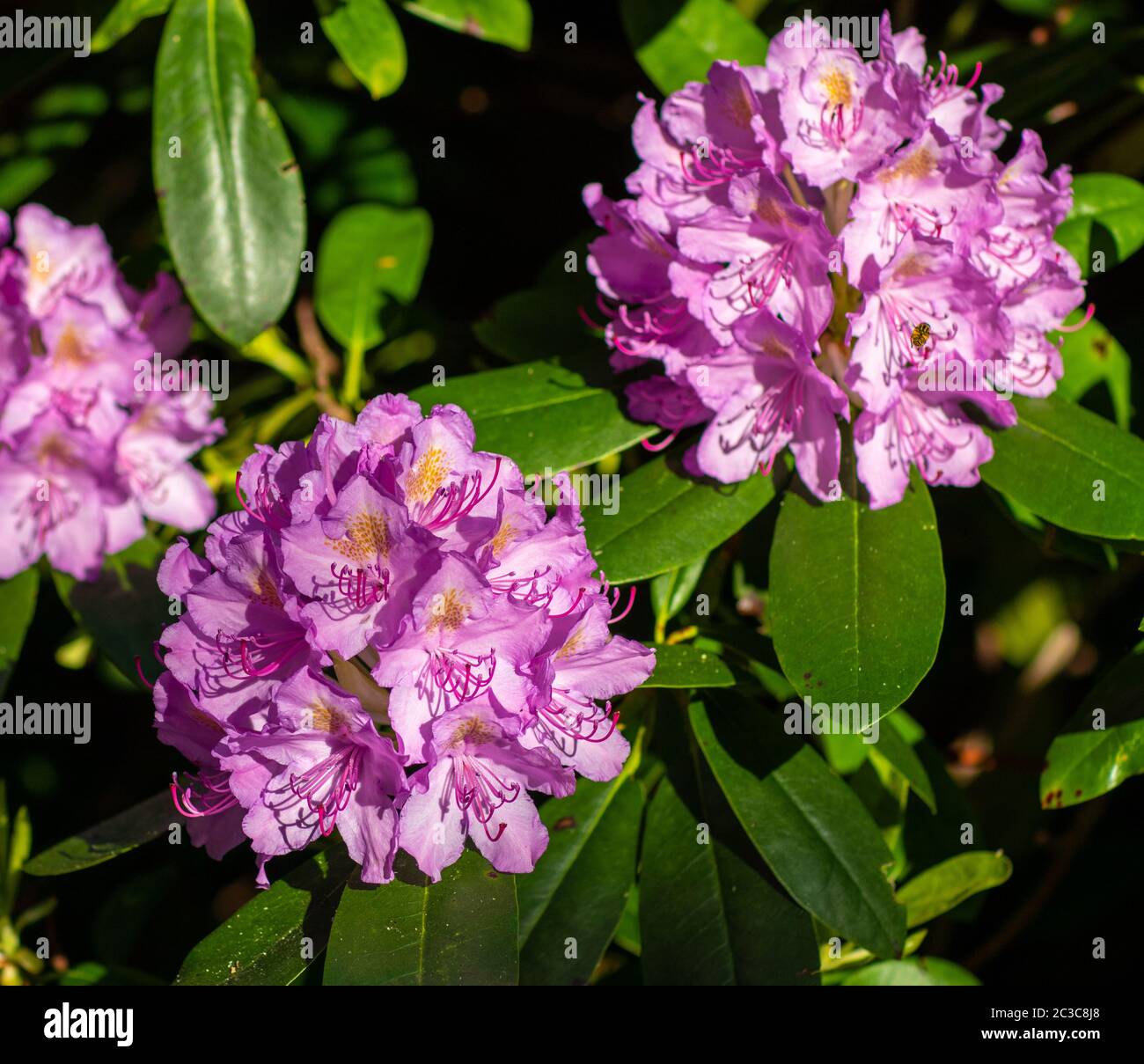 Fleur rose rhododendron gros plan dans le jardin de printemps Banque D'Images