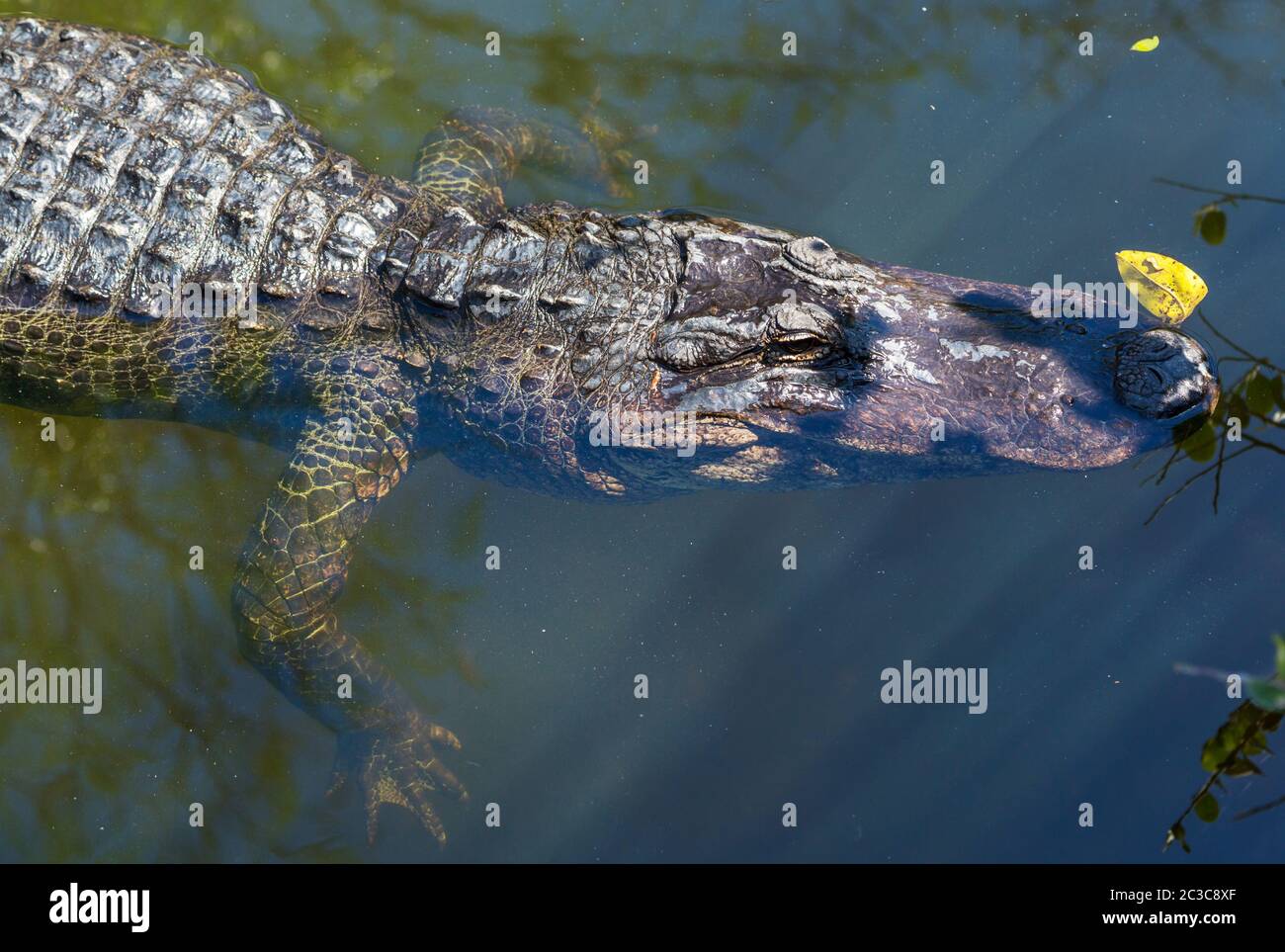 Alligator Banque D'Images