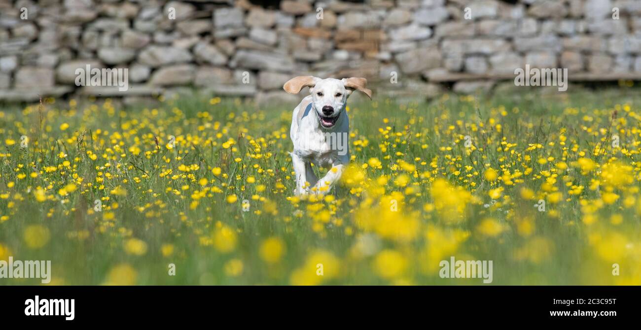 Chien de renard, courant dans un pré de foin. North Yorkshire, Royaume-Uni. Banque D'Images