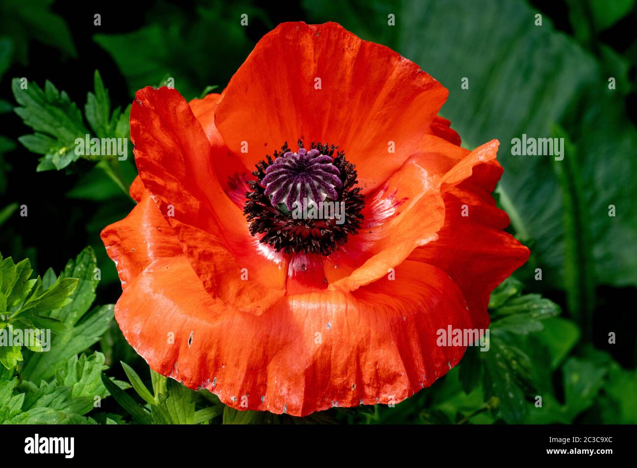 Fleur de pavot rouge avec fond vert Banque D'Images