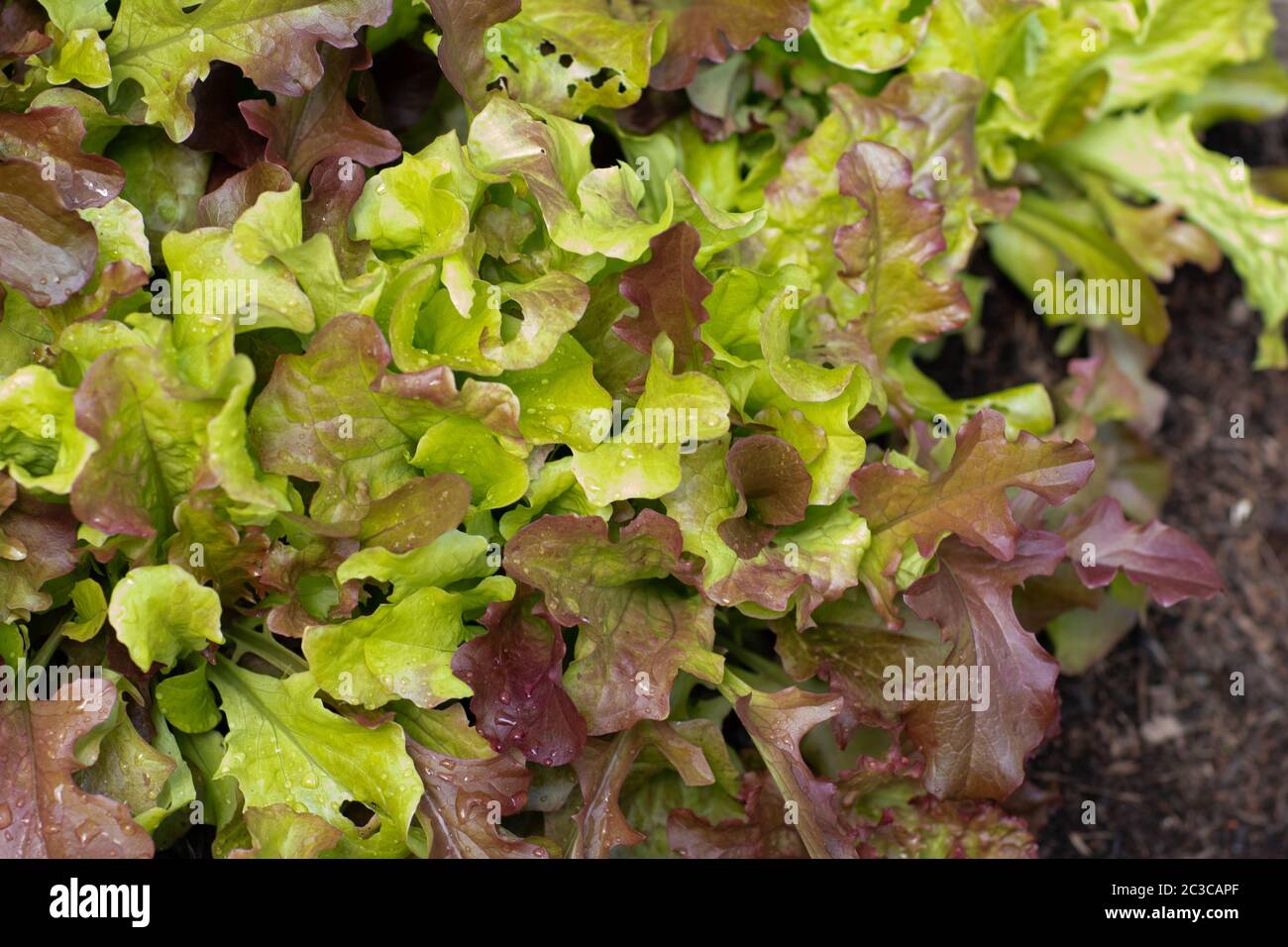 Feuilles de salade de laitue fraîche en gros plan, feuilles vertes Banque D'Images