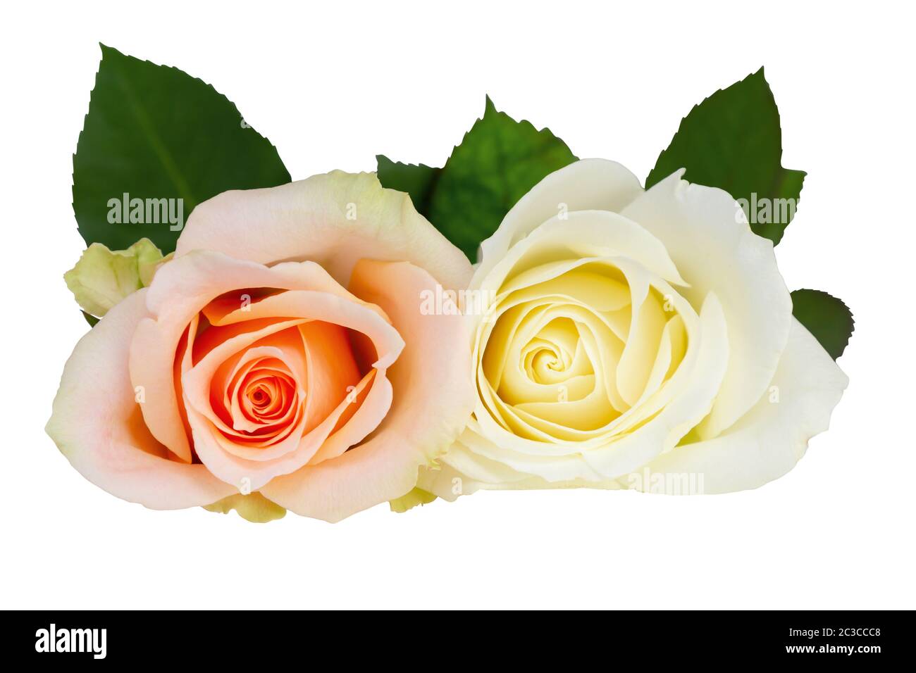 Deux magnifiques roses (Rosaceae), blanc, blanc cassé et orange. Isolé sur fond blanc, y compris le masque et sans ombre. Allemagne Banque D'Images
