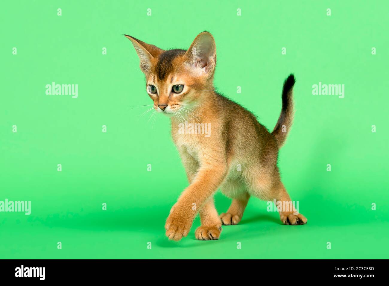 Abessinier Katze (Felis silvestris catus), Jungtier, Wildfarben, 9 Wochen, Studioaufnahme Banque D'Images