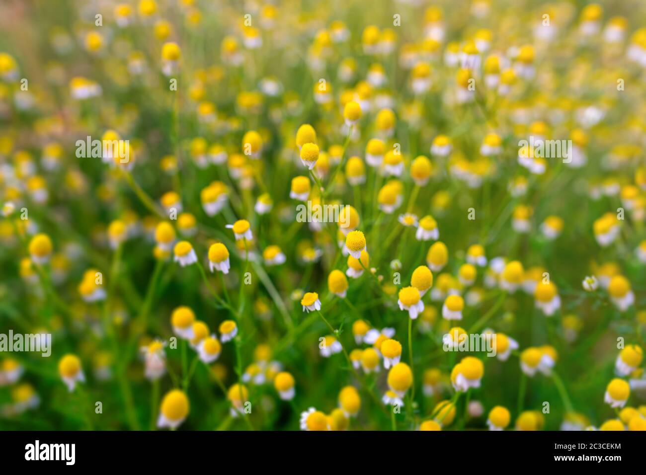 Fleurs de camomille décolorées dans les prairies Banque D'Images