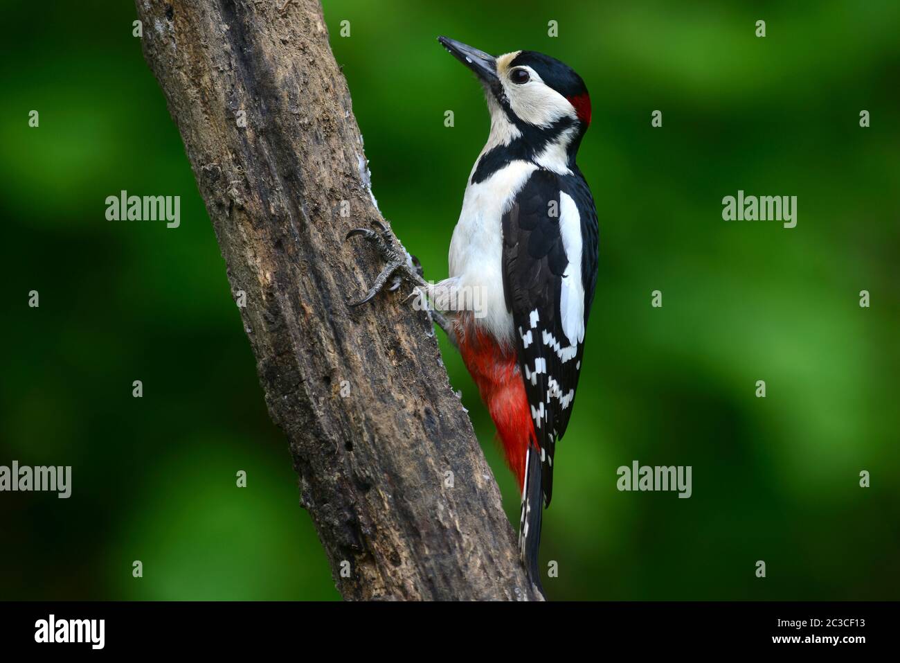 Great spotted woodpecker Banque D'Images
