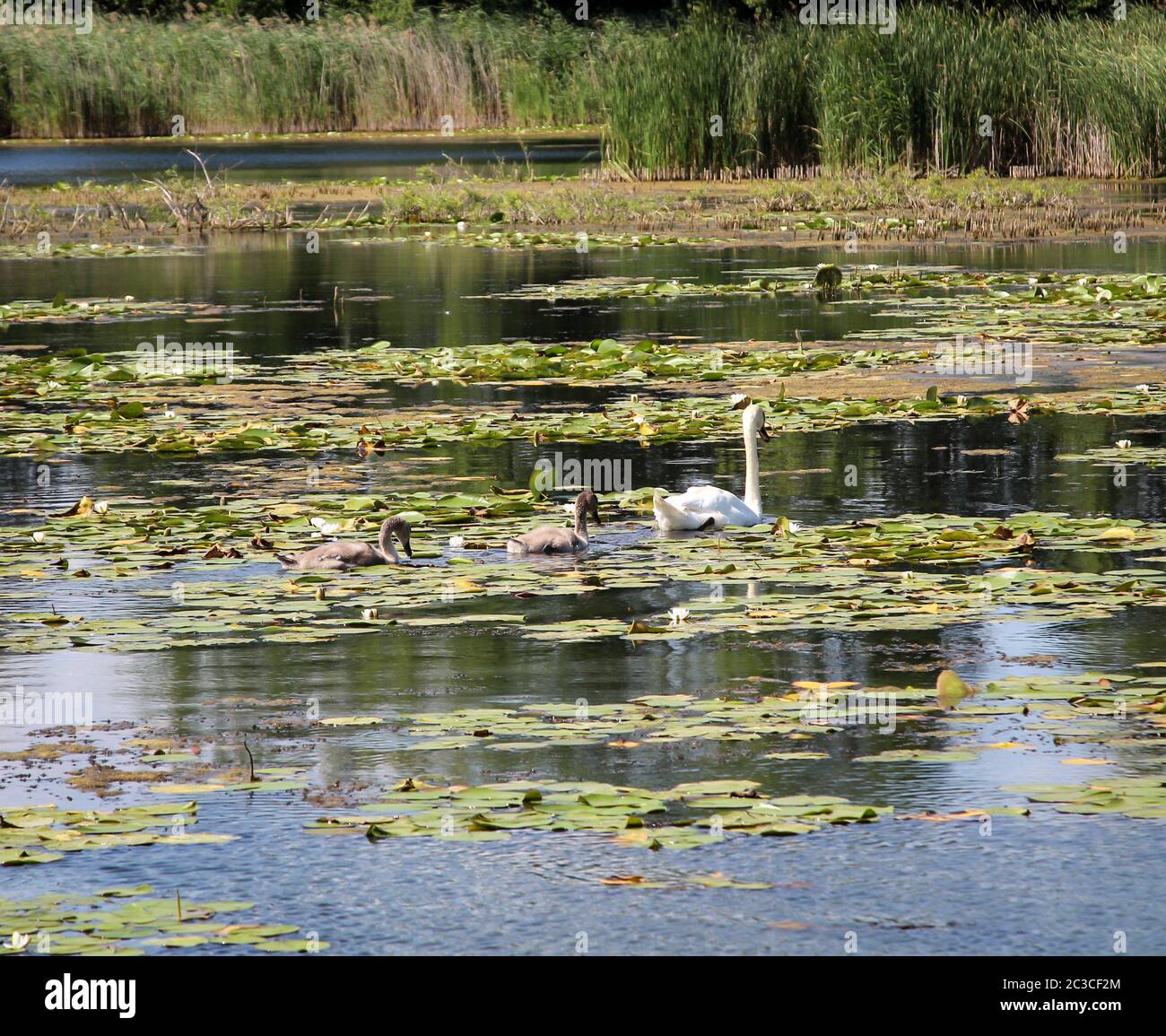 Un cygne avec progéniture sur un étang. Banque D'Images