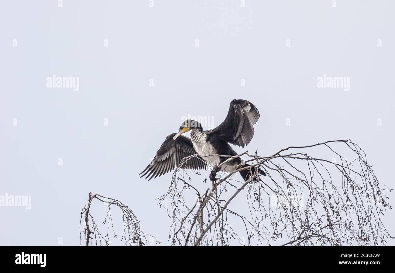 Cormorant 'Phalacrocorax carbo' Banque D'Images
