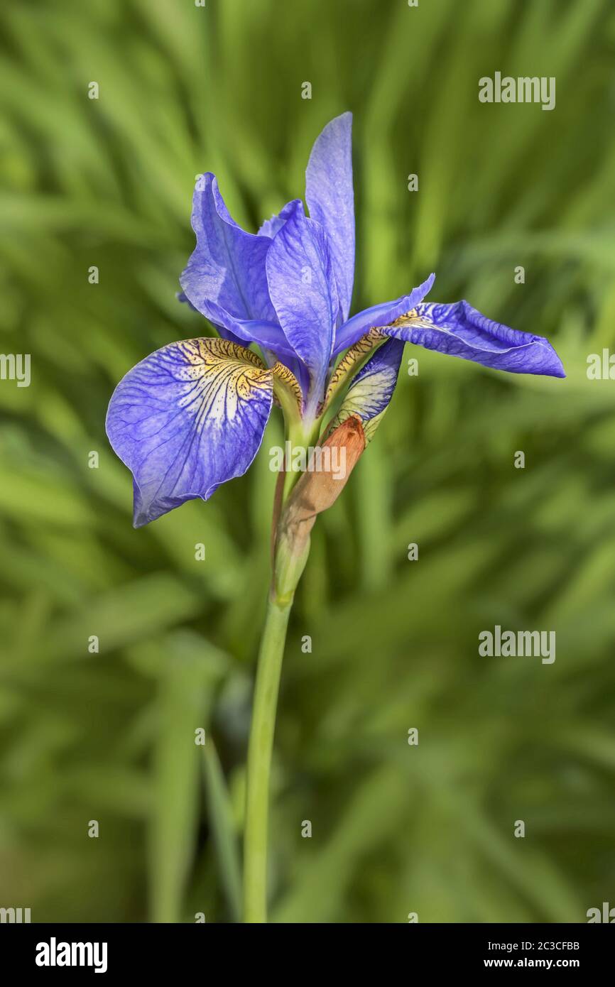 Iris sibérien 'Iris sibirica' Banque D'Images