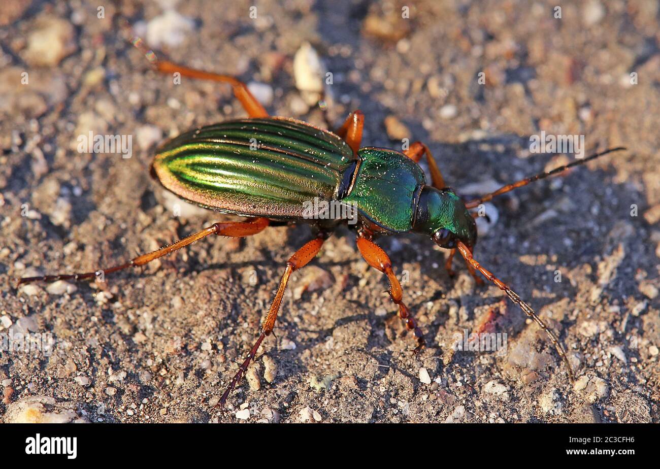 Macro Golden Run Beetle ou Goldsmith Carabus auratus Banque D'Images