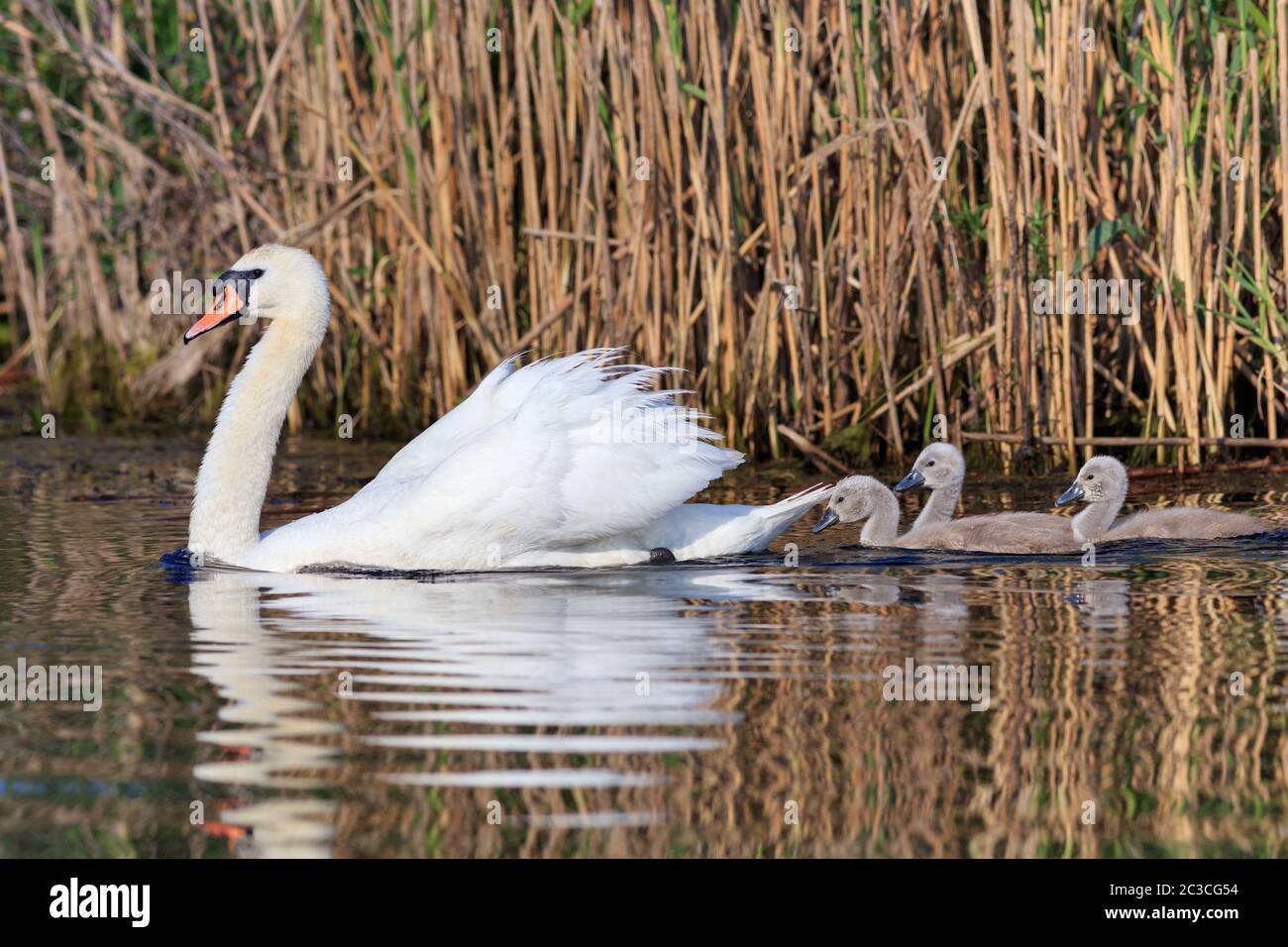 Cygne blanc avec des petits poussins dans le Delta du Danube, Roumanie Banque D'Images