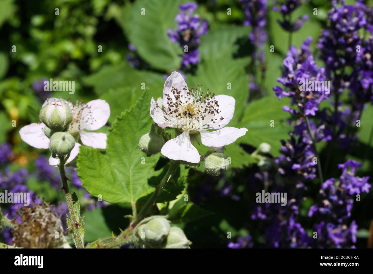 Gros plan macro de fleurs de mûres blanches roses (rubus) et bourgeons dans le Bush lavande (accent au centre) Banque D'Images