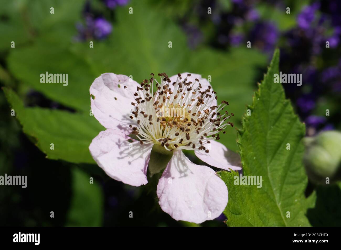 Macro gros plan d'une fleur rose blanche isolée de blackberry (rubus) et bourgeons dans le Bush de lavande (focus au centre) Banque D'Images