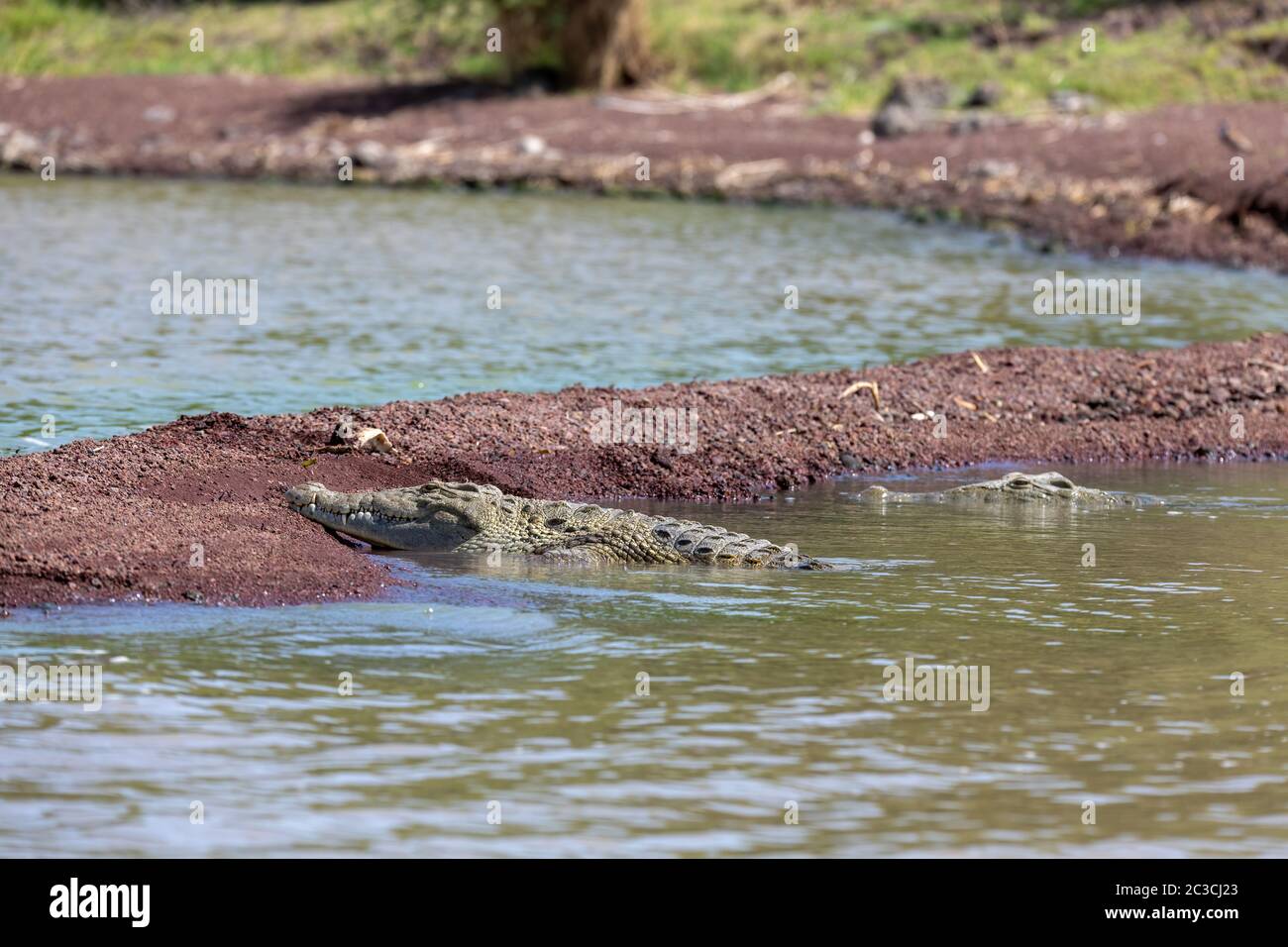 Lac de Chamo et grand crocodile du nil au repos, Ethiopie Afrique faune safari Banque D'Images