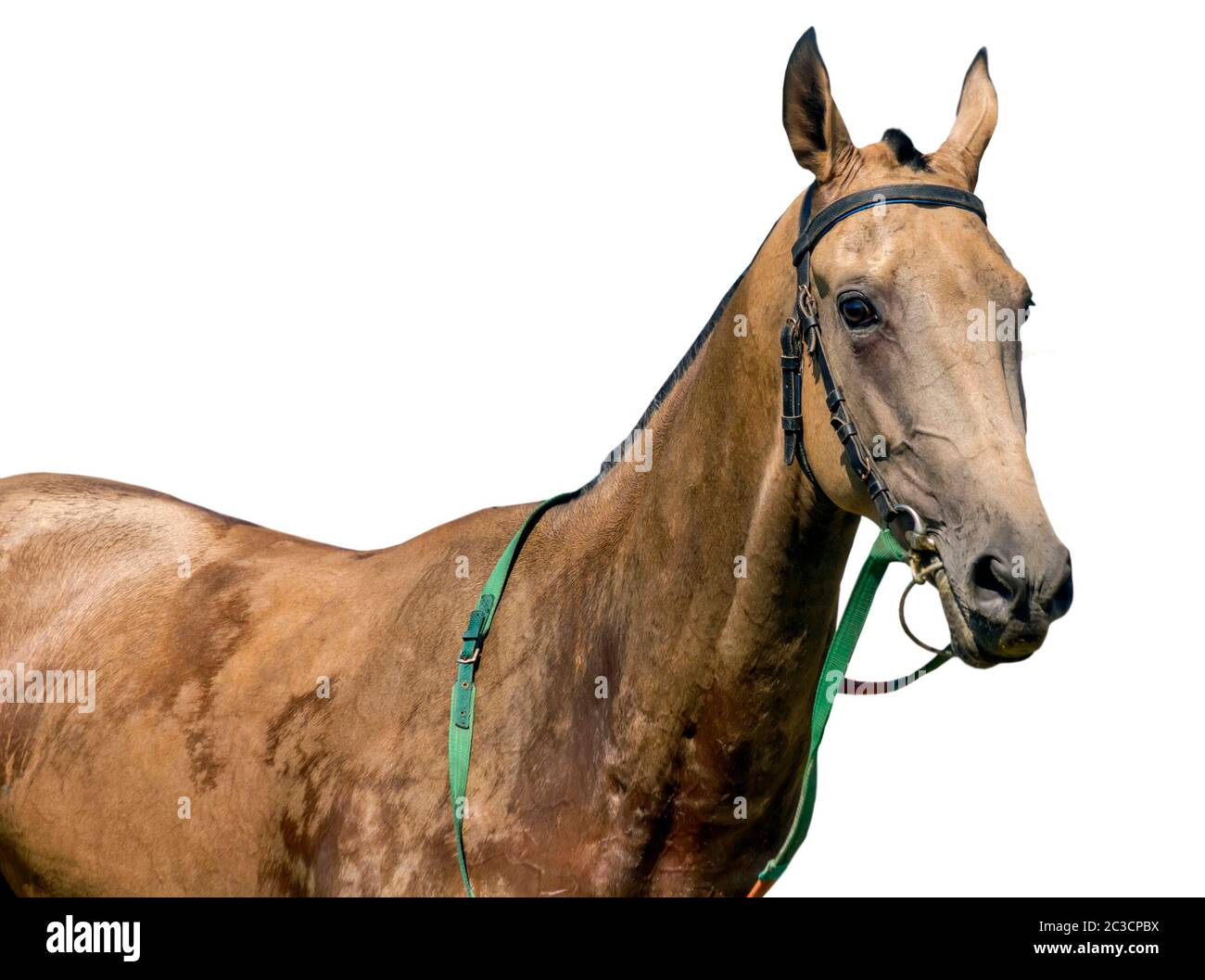 Portrait du cheval akhal-teke sur fond blanc. Banque D'Images