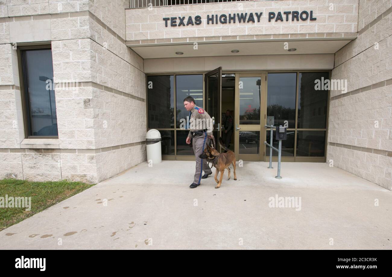 Austin Texas Etats-Unis, 6 décembre 2013: Le trooper du département de la sécurité publique du Texas marche avec son chien de service au siège de DPS. Le programme de canine du PDD a été essentiel pour éliminer de grandes quantités de drogues des rues du Texas et détecter d'autres activités criminelles. ©Marjorie Kamys Cotera/Daemmrich Photographie Banque D'Images