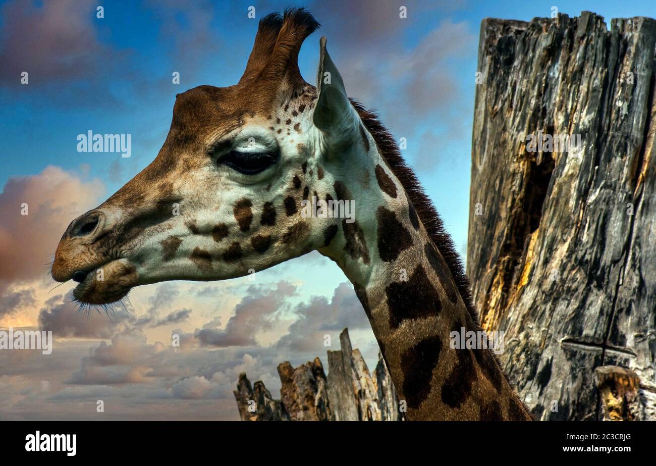 Girafe (Giraffa) est un mammifère d'artiodactyl africain, le plus grand animal terrestre vivant et le plus grand ruminant Banque D'Images