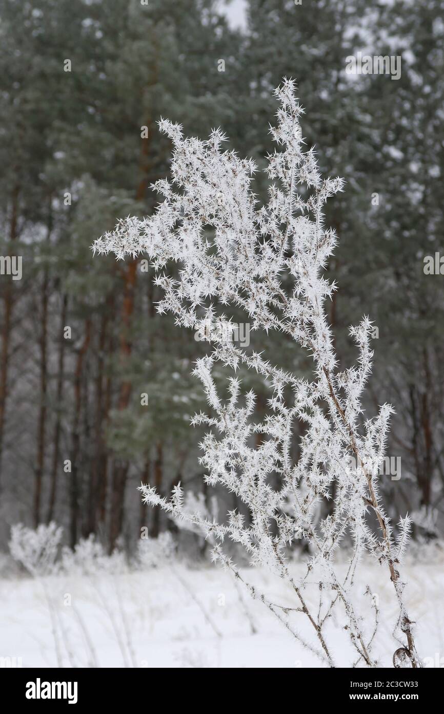 Branche d'herbe rime couverte de forêt Banque D'Images