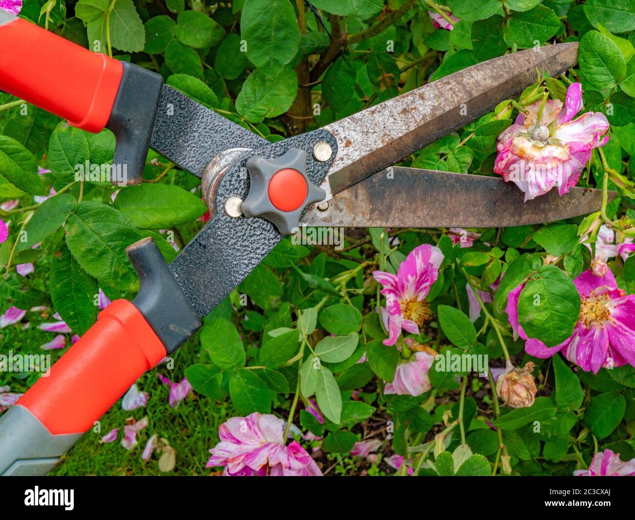 Gros plan d'une paire de sécateurs sur le point de couper une fleur rose et blanche morte d'un buisson vert à l'extérieur, à mesure que de nouvelles fleurs se développent. Banque D'Images