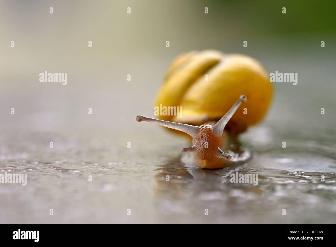 Superbe photo macro d'un escargot avec une coque Banque D'Images