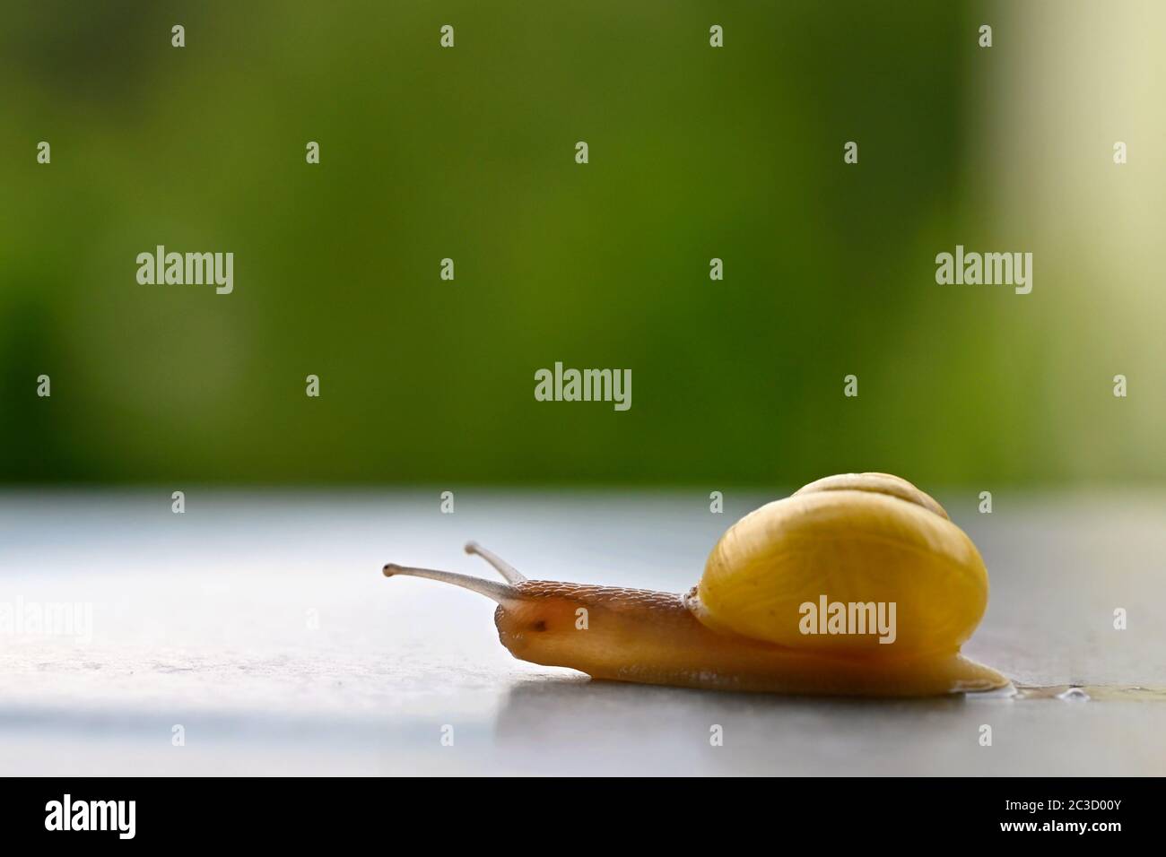 Superbe photo macro d'un escargot avec une coque Banque D'Images