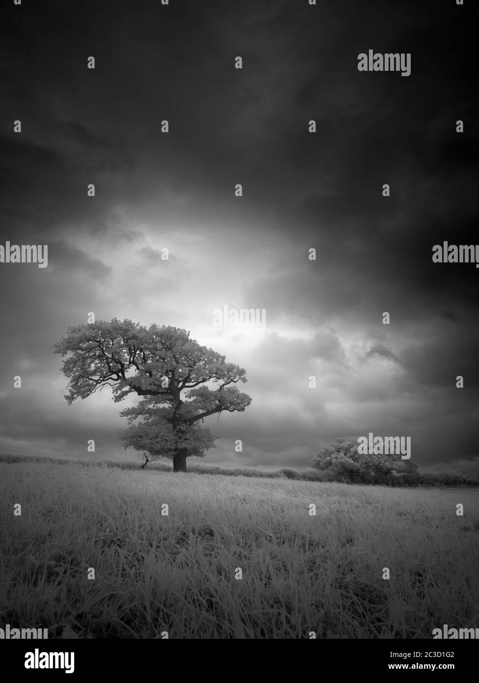 Image infrarouge noir et blanc de la campagne anglaise en été près de Wrington, dans le nord du Somerset, en Angleterre. Banque D'Images