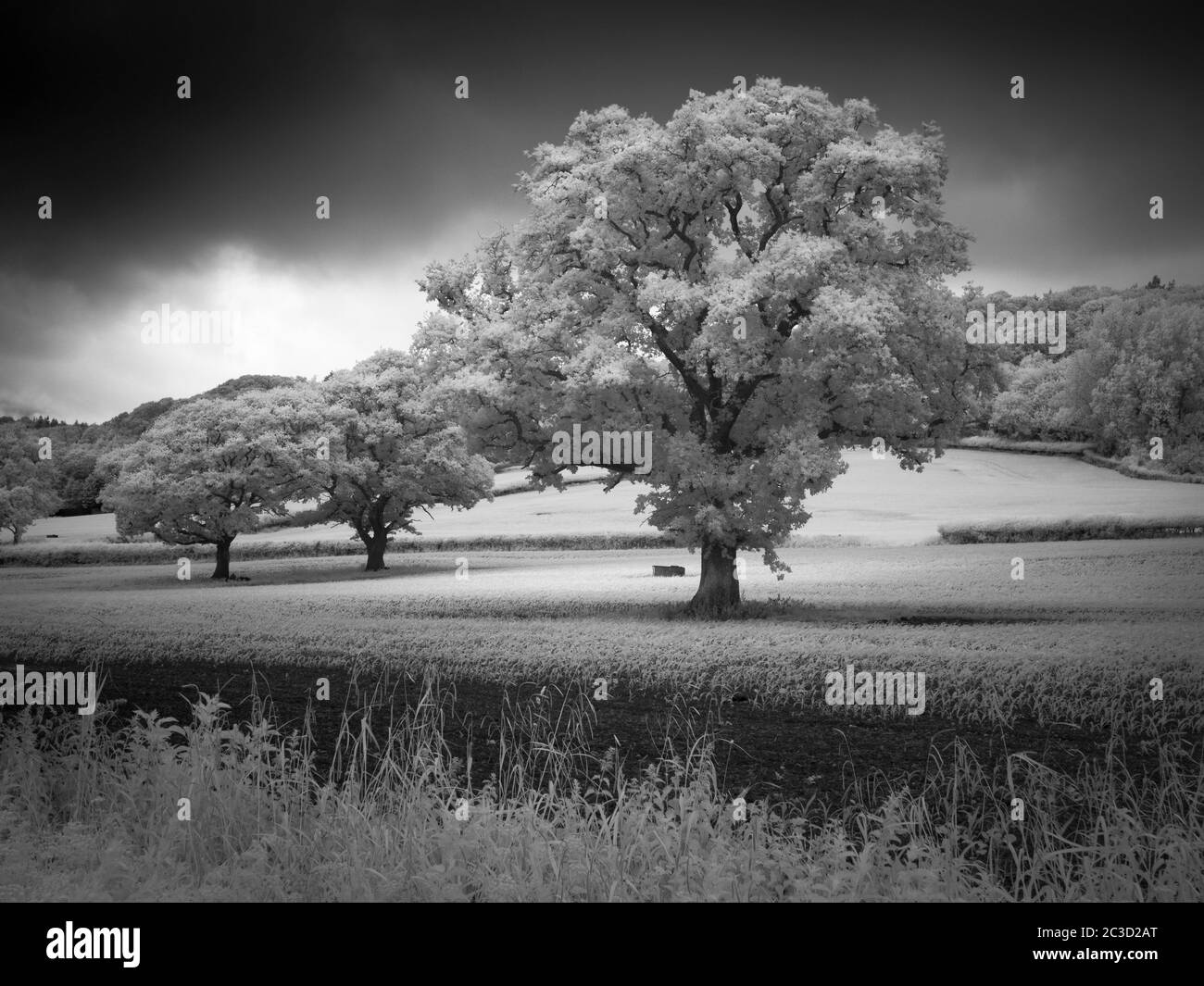 Image infrarouge noir et blanc de la campagne anglaise en été près de Wrington, dans le nord du Somerset, en Angleterre. Banque D'Images