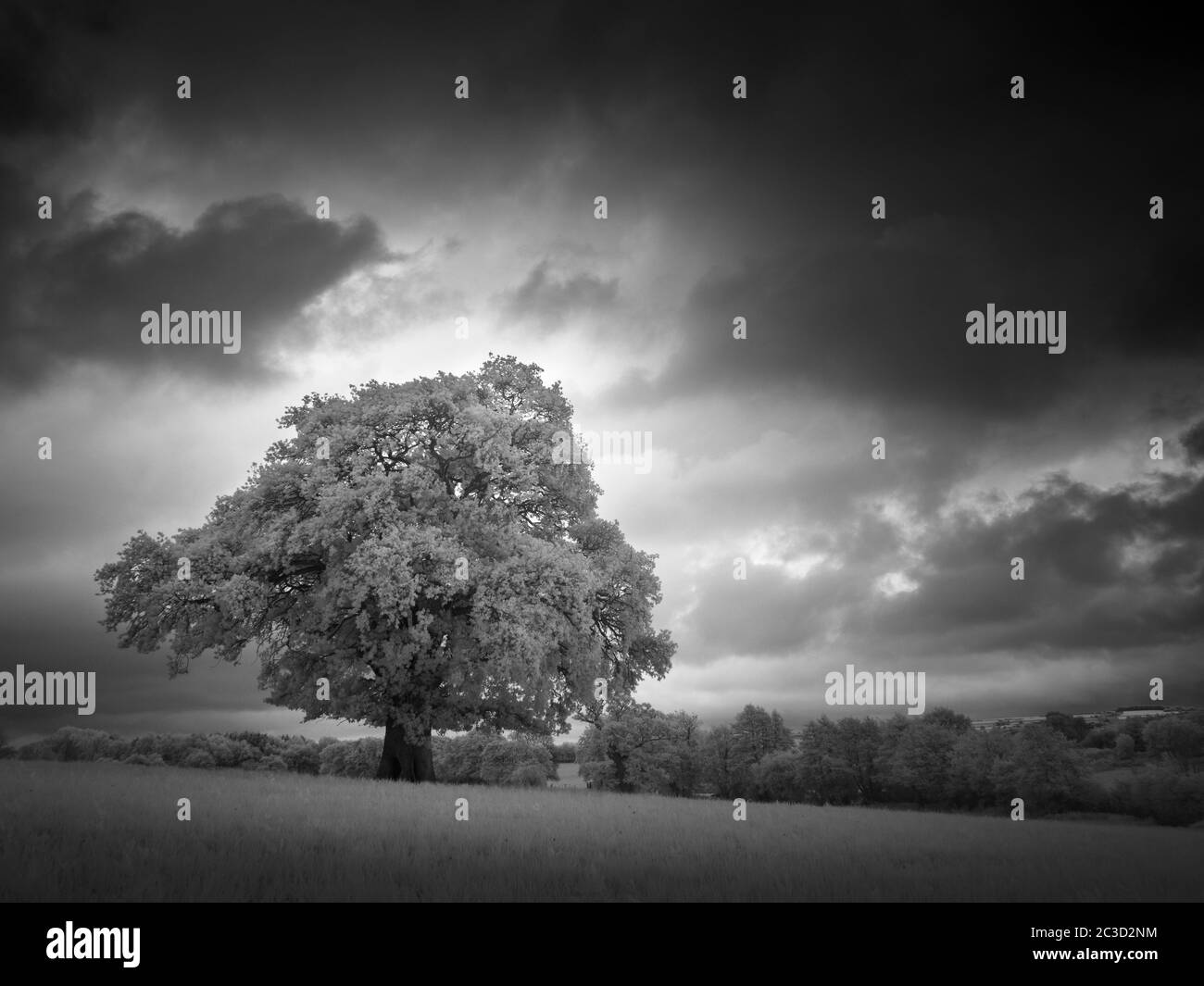 Image infrarouge noir et blanc de la campagne anglaise en été près de Wrington, dans le nord du Somerset, en Angleterre. Banque D'Images