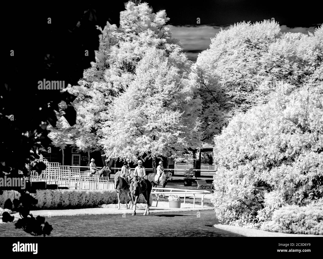 Elmont, NY, États-Unis. 14 avril 2014. 19 juin 2020 : des chevaux se présentent sur la piste pour s'entraîner pour les piquets de Belmont au parc Belmont à Elmont, New York. (Image réalisée avec une caméra à capteur infrarouge modifié) Scott Serio/Eclipse Sportswire/CSM/Alay Live News Banque D'Images