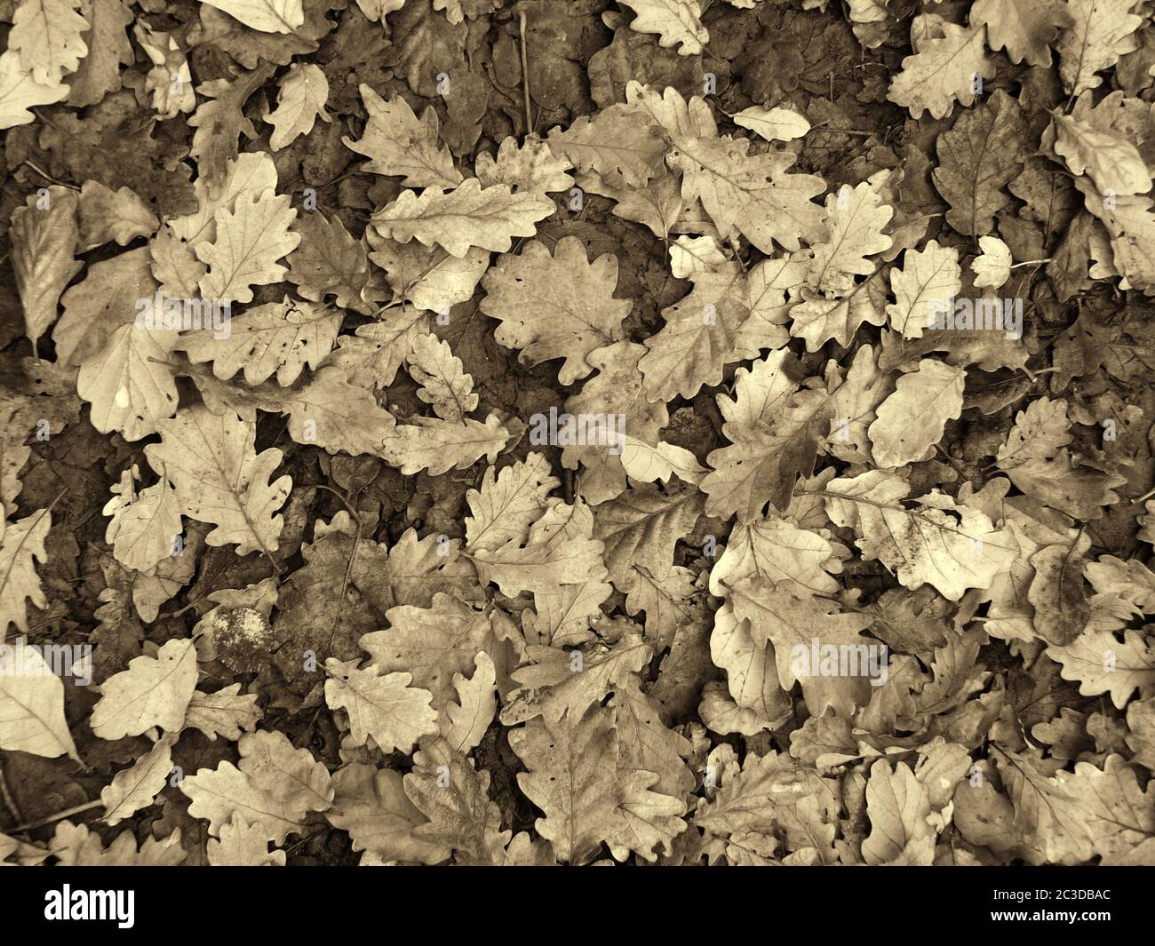 image d'arrière-plan pleine trame sépia de feuilles de chêne brun et noir sur un fond de forêt en hiver Banque D'Images