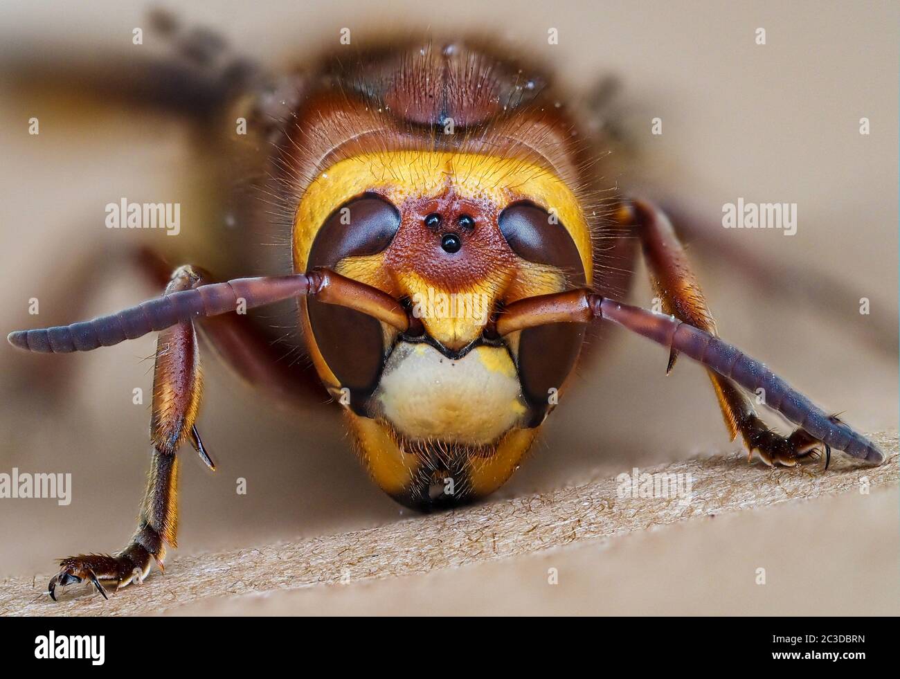 Face d'une reine hornet européenne Wasp Vespa crabro montrant des yeux composés "écran plat" et trois yeux ocelli ou simples - Avon UK Banque D'Images