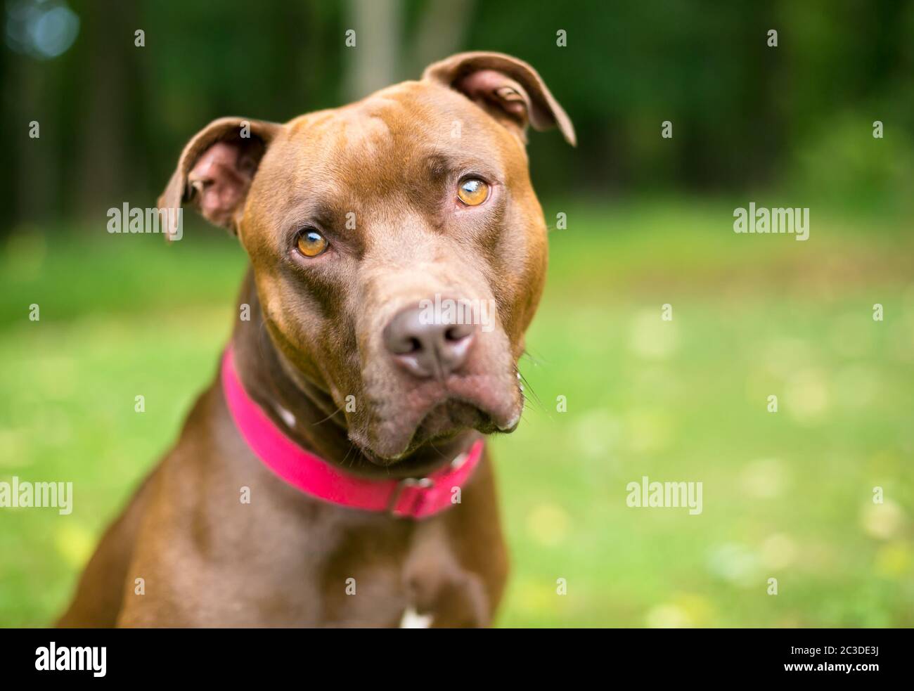 Un chien mixte Pit Bull Terrier x Labrador Retriever portant un collier rouge et regardant vers l'appareil photo avec une inclinaison de tête Banque D'Images