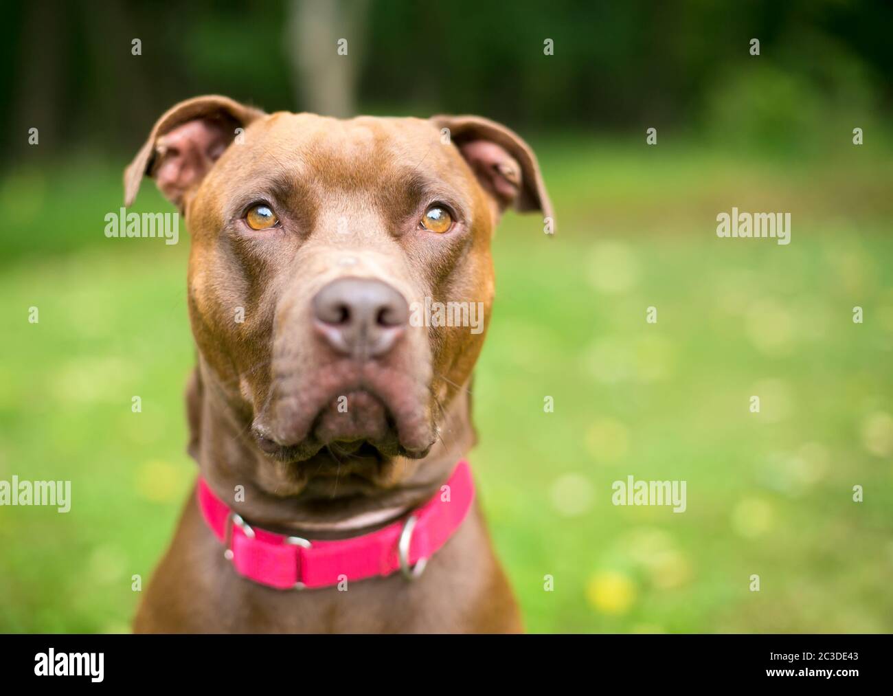 Chien mixte Pit Bull Terrier x Labrador Retriever à expression sérieuse, avec col rouge Banque D'Images