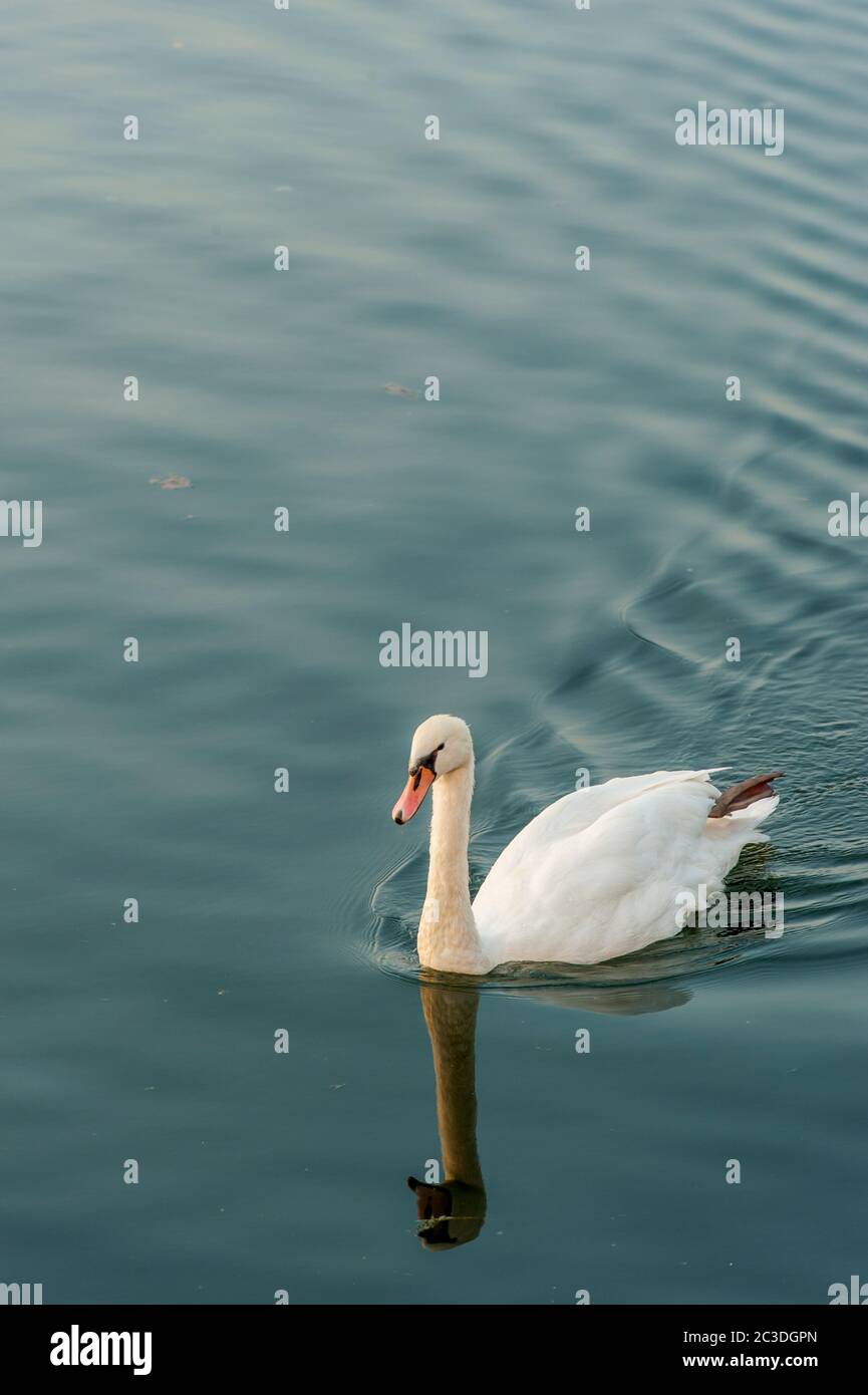 Un cygne muet (Cygnus olor) sur un lac dans la ville de Strasbourg, Alsace dans l'est de la France. Banque D'Images