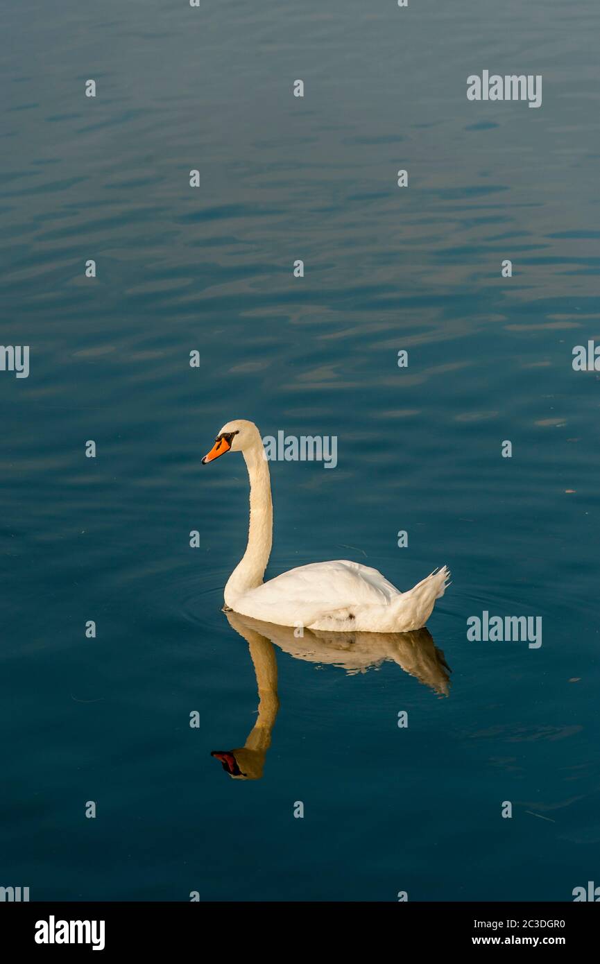Un cygne muet (Cygnus olor) sur un lac dans la ville de Strasbourg, Alsace dans l'est de la France. Banque D'Images