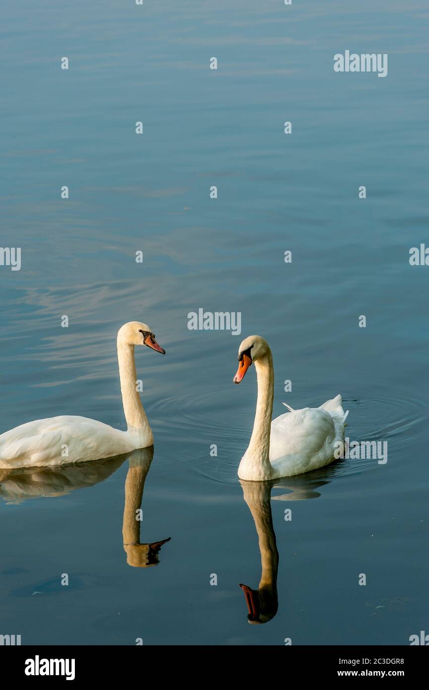 Cygnes muets (Cygnus olor) nageant sur un lac dans la ville de Strasbourg, Alsace dans l'est de la France. Banque D'Images