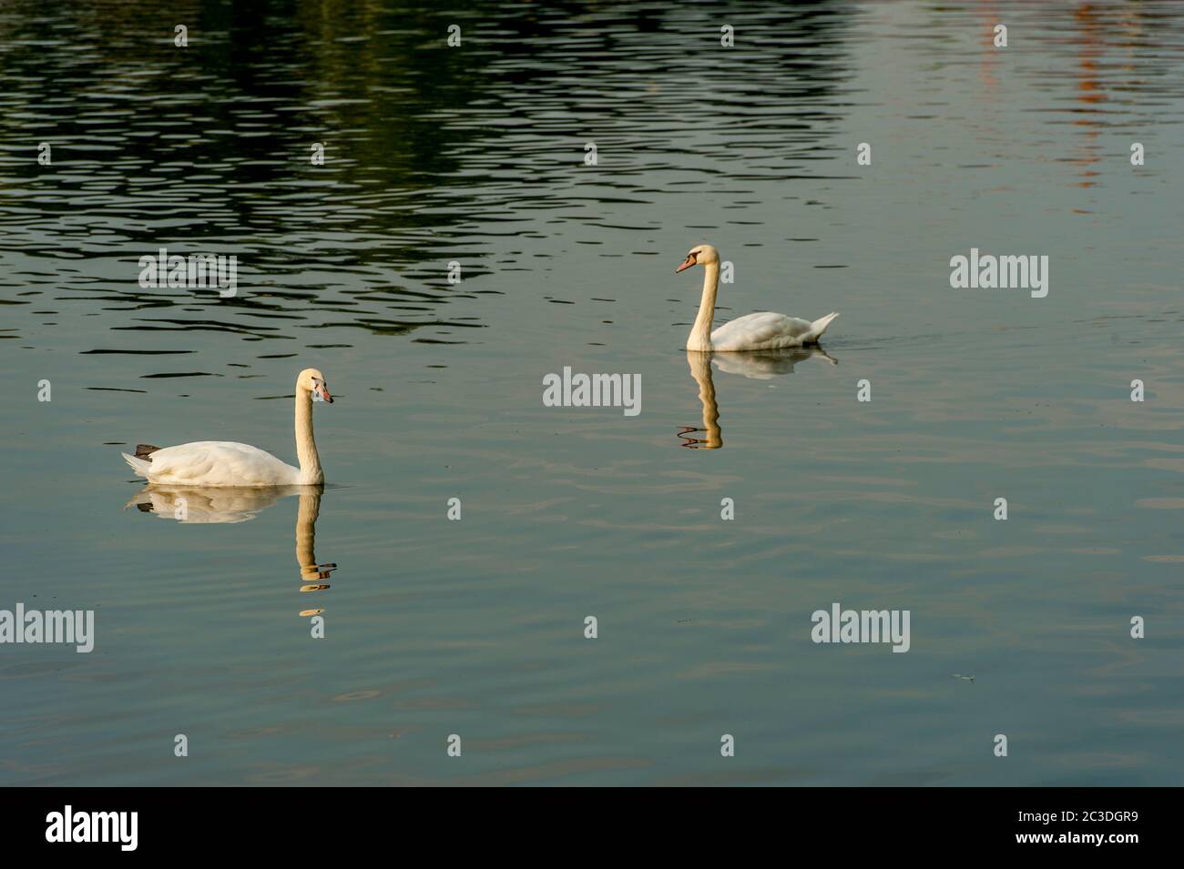 Cygnes muets (Cygnus olor) nageant sur un lac dans la ville de Strasbourg, Alsace dans l'est de la France. Banque D'Images