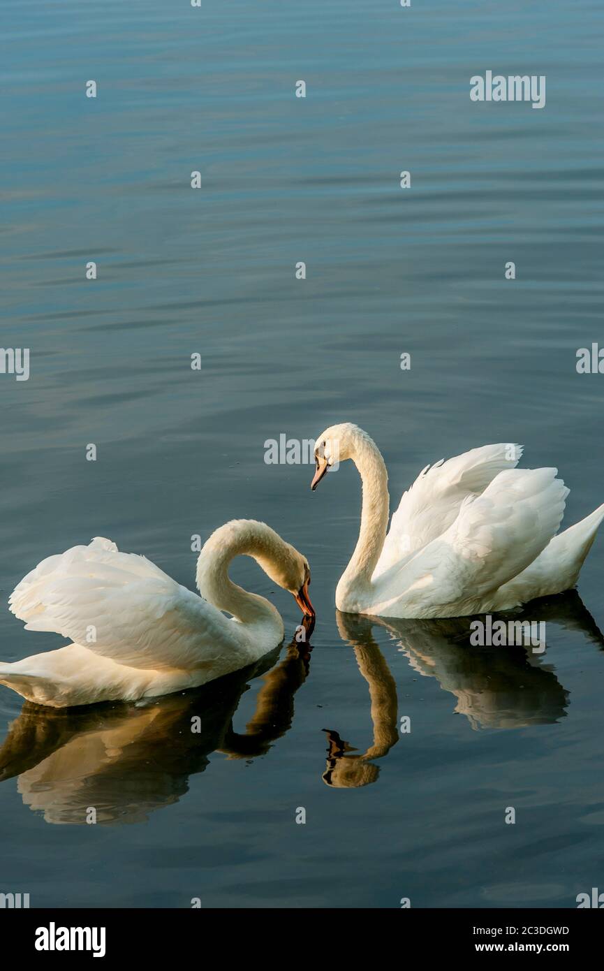 Cygnes muets (Cygnus olor) nageant sur un lac dans la ville de Strasbourg, Alsace dans l'est de la France. Banque D'Images