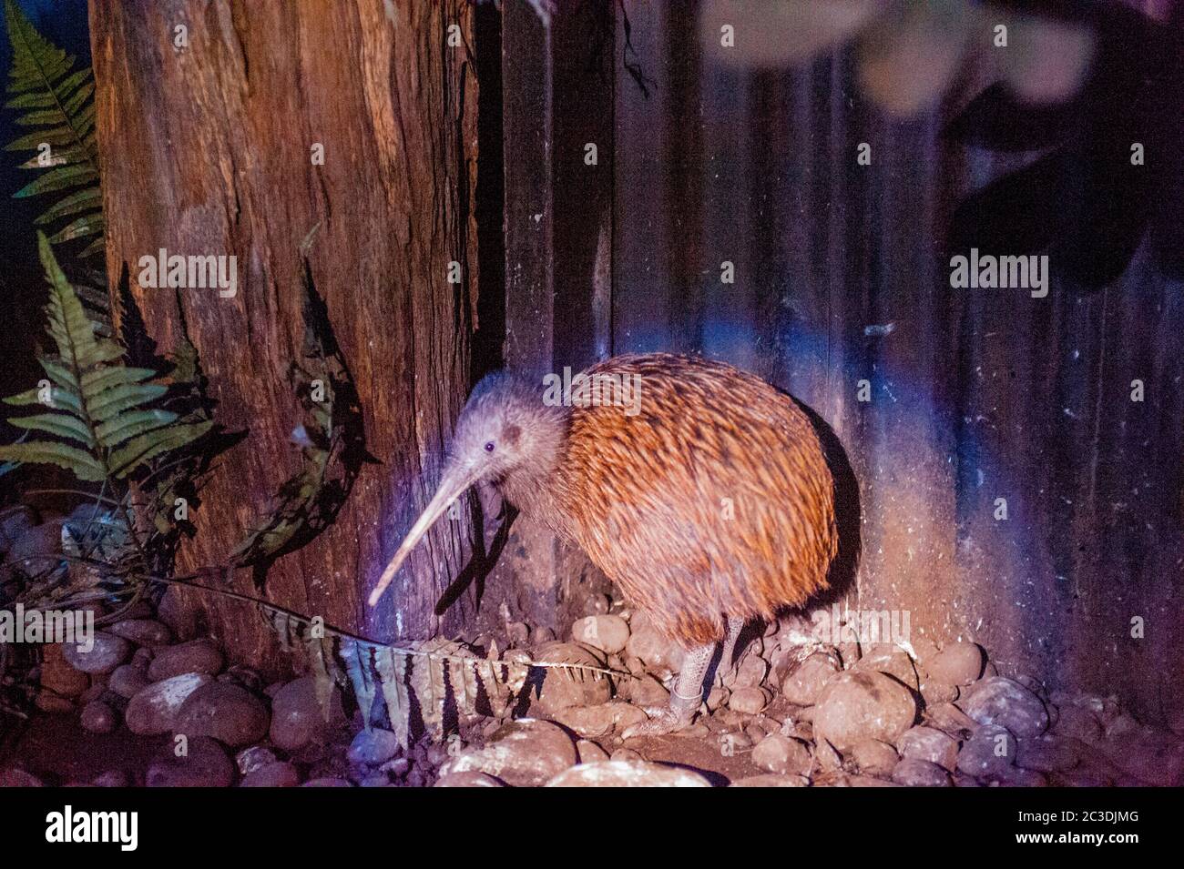 Un Kiwi, un oiseau sans vol originaire de Nouvelle-Zélande, dans une exposition nocturne à la réserve naturelle de Willowbank près de Christchurch sur l'île du Sud en Nouvelle-Zélande Banque D'Images