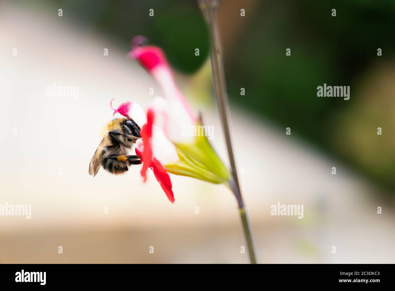 Bumble abeille en profil se nourrissant d'une fleur rouge pinky d'une plante de Salvia Banque D'Images