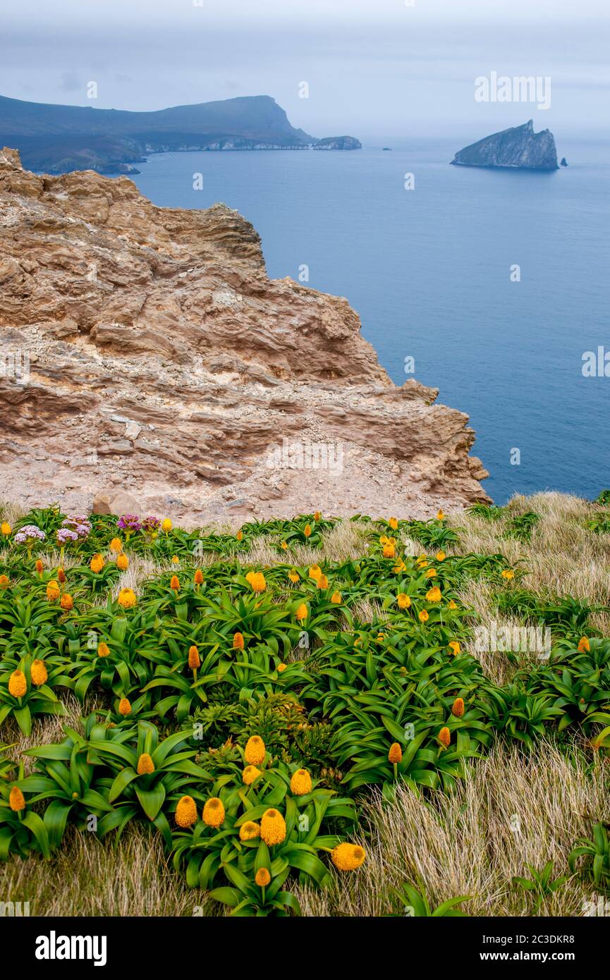 Paysage avec des fleurs jaunes de Bulbinella rossii, communément connu sous le nom de lys de Ross (mégaherb sous-antarctique), sur l'île Campbell, une sous-île antarctique i Banque D'Images