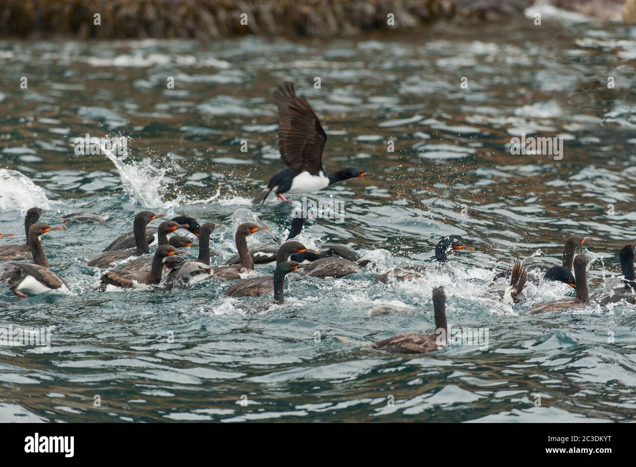 Les cerfs de Campbell Island (Phalacrocorax campbelli) nageant le long de la côte de Campbell Island, une île sub-antarctique du groupe de Campbell Island, Banque D'Images